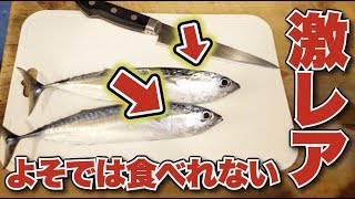 【幻の魚】よそでは食べれない魚を捌いて食べたらウマすぎた！！！【高知 しんこ】