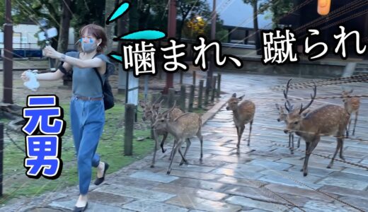 【号泣】鹿せんべいを大量にあげた人間の末路【奈良公園】